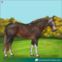 Horse Color:Gray Liver Chestnut Tobiano