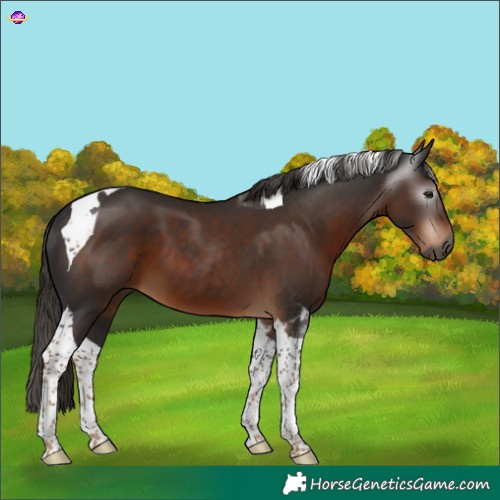 Horse Color:Gray Liver Chestnut Tobiano 