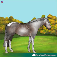 Horse Color:Gray Liver Chestnut Tobiano