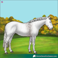 Horse Color:Gray Liver Chestnut Tobiano and Gray Liver Chestnut Tobiano