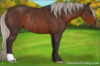 Horse Color:Silver Brown Rabicano 