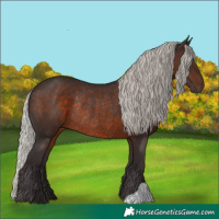 Horse Color:Silver Brown Rabicano 