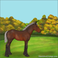 Horse Color:Silver Brown Rabicano 