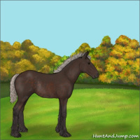 Horse Color:Silver Brown Rabicano 