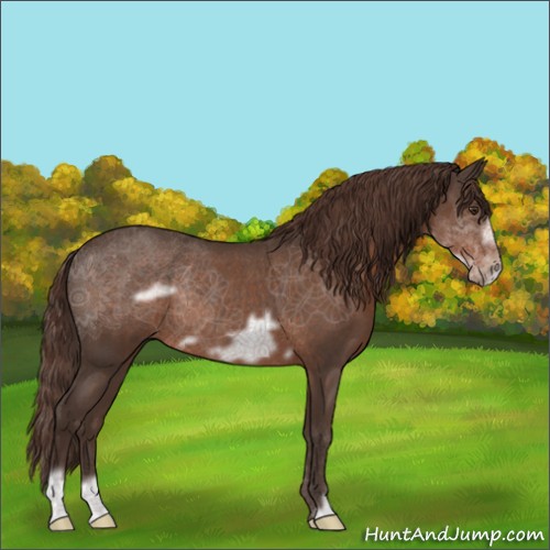 Horse Color:Liver Red Roan Frame Rabicano 