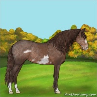 Horse Color:Liver Red Roan Frame Rabicano