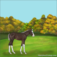 Horse Color:Silver Brown Splash