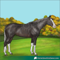 Horse Color:Silver Brown Splash 