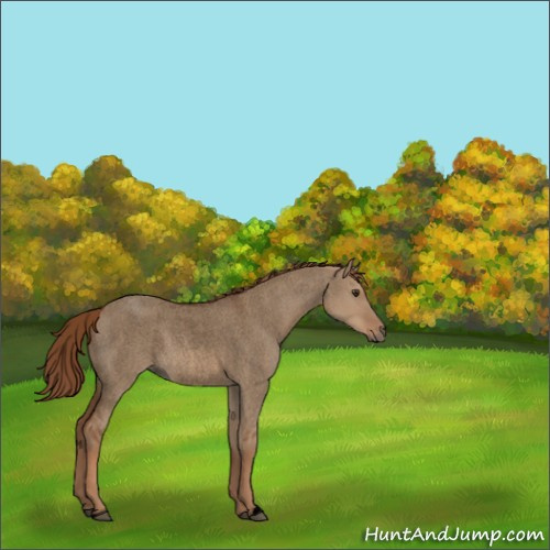 Horse Color:Void Red Dun Roan 