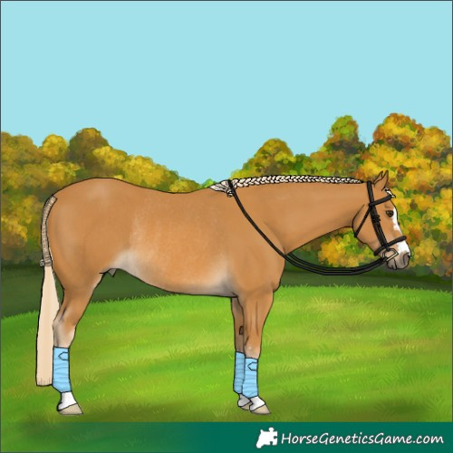 Horse Color:Palomino Rabicano 