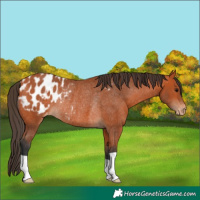Horse Color:Bay Appaloosa Rabicano 