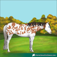 Horse Color:Bay Splash Appaloosa