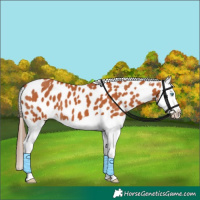 Horse Color:Bay Splash Appaloosa