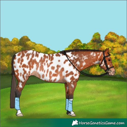 Horse Color:Bay Appaloosa Rabicano 