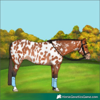 Horse Color:Bay Appaloosa Rabicano 