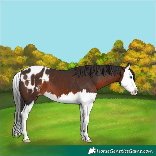 Horse Color:Brown Sabino Splash Appaloosa 