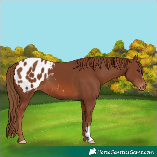 Horse Color:Chestnut Appaloosa 