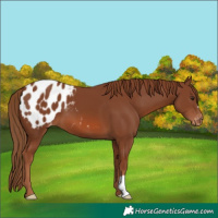 Horse Color:Chestnut Appaloosa