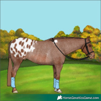Horse Color:Chestnut Appaloosa Rabicano 