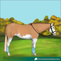 Horse Color:Chestnut Splash 