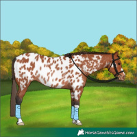 Horse Color:Bay Appaloosa Rabicano 