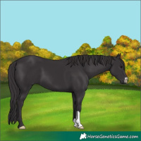 Horse Color:Smoky Black