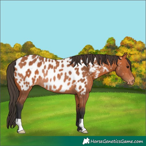 Horse Color:Bay Appaloosa Rabicano