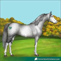 Horse Color:Gray White Spotted Brown 