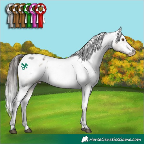 Horse Color:Brown Roan Dun Appaloosa 