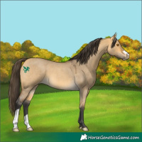 Horse Color:Buckskin Roan Dun 