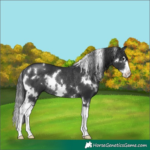 Horse Color:White Spotted Black Splash Rabicano 