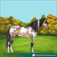 Horse Color:White Spotted Brown Dun Rabicano 