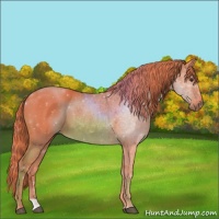 Horse Color:Watercolor Chestnut 