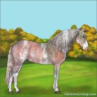 Horse Color:White Spotted Silver Brown Ice Tobiano