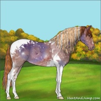Horse Color:Painted Chestnut Tobiano