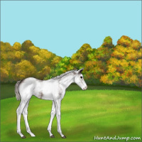 Horse Color:White Spotted Silver Brown