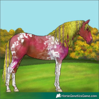 Horse Color:Painted Chestnut Tobiano 