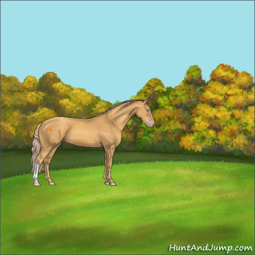 Horse Color:Gold Cream Champagne 