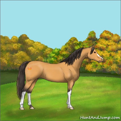 Horse Color:Buckskin 