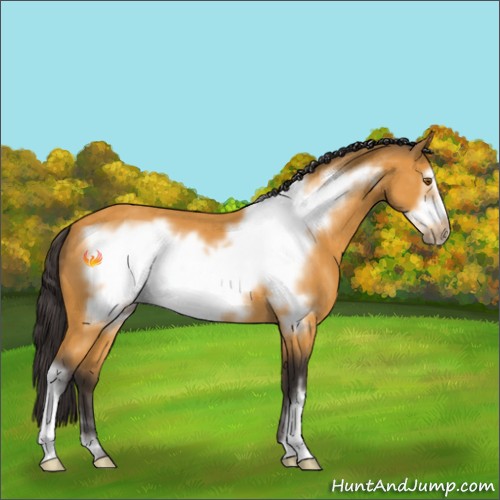 Horse Color:Buckskin Frame 