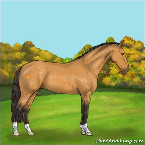 Horse Color:Buckskin 