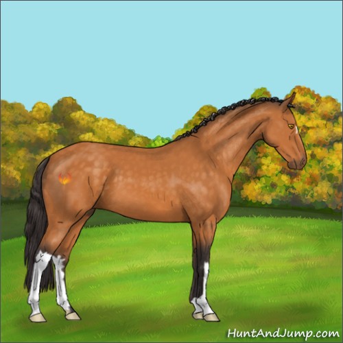 Horse Color:Buckskin 