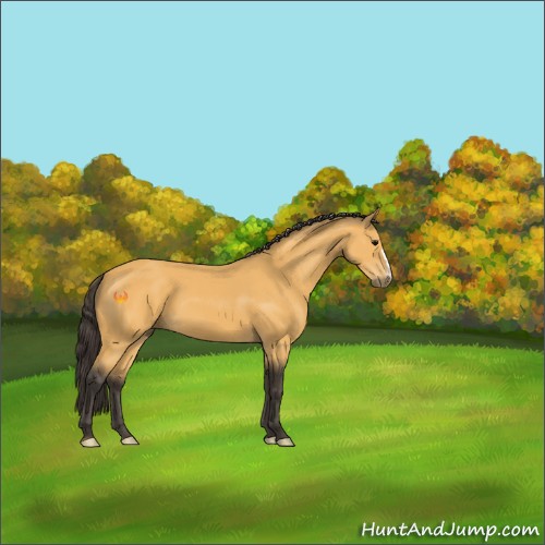 Horse Color:Buckskin 