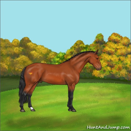 Horse Color:Bay 