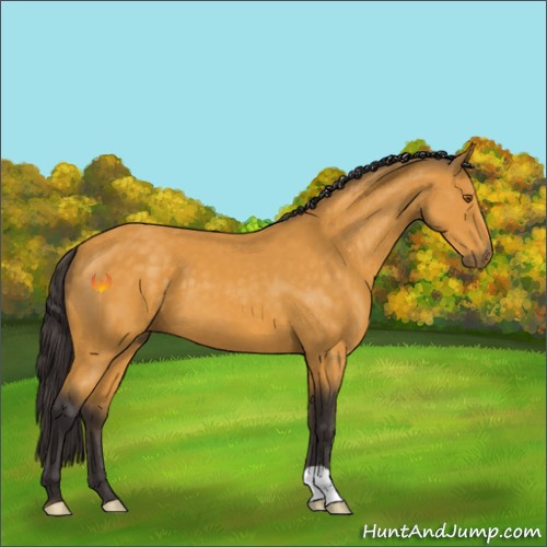 Horse Color:Buckskin 
