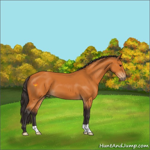 Horse Color:Buckskin 