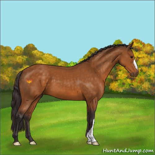 Horse Color:Buckskin 
