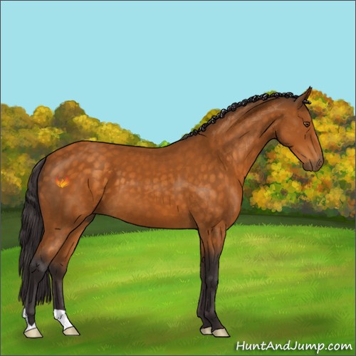 Horse Color:Buckskin 