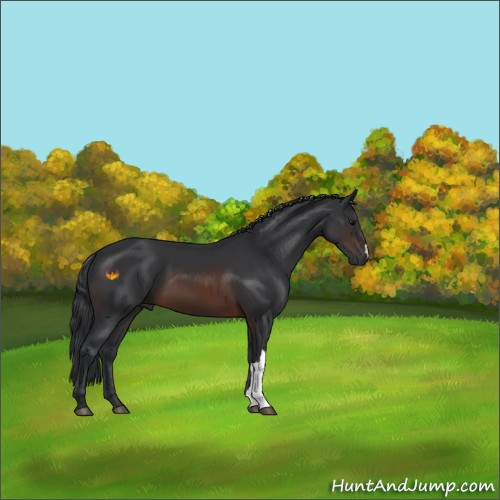 Horse Color:Brown 