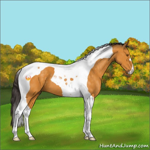 Horse Color:Buckskin Tobiano 
